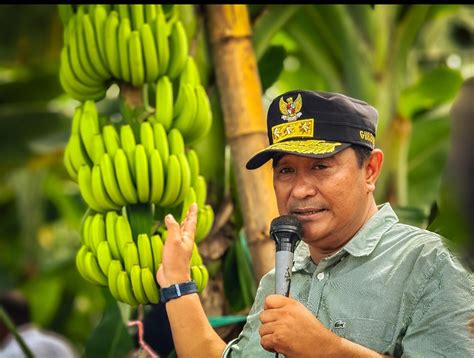 Pj Gubernur Sulbar Bahtiar Ajak OPD Sulbar Ke Lahan Pisang Cavendish Di