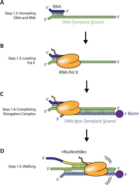 Antibiotics Bind To Rna Polymerase And