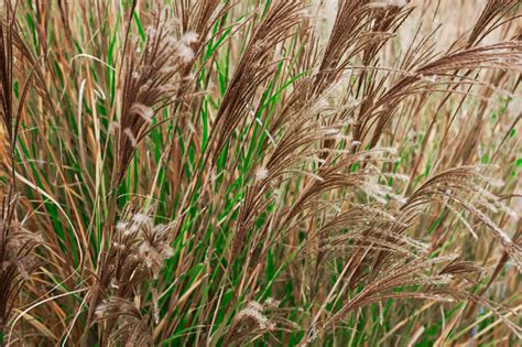 How To Grow And Care For Maiden Grass