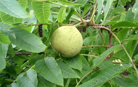 Are Walnut Tree Nuts Bad For Dogs To Chew On
