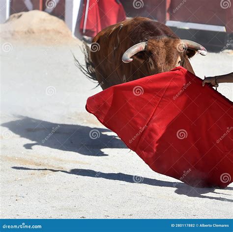 A Strong Spanish Bull with Big Horns in a Traditional Spectacle of