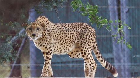 Spotted Beauties 12 South African Cheetahs Arrive At Madhya Pradesh’s Kuno National Park