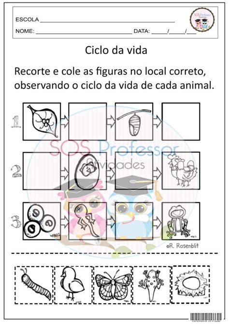 Ciclo Da Vida Sos Professor Atividades 3º Ano