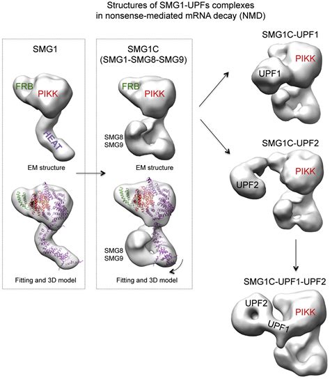 Structures Of Smg Upfs Complexes Smg Contributes To Regulate Upf