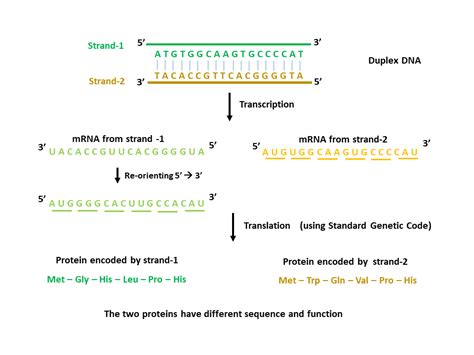 Common misconceptions in biology: Making sense of the sense and ...