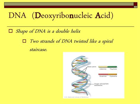 Unit Genetics Learning Goal Describe The Structure Of Dna Its