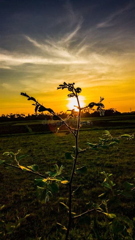 The Sun Sets In The Evening In A Forest Swamp Stock Photo Image Of