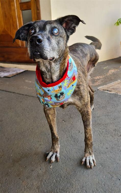 This Dog That Spent 10 Years In A Shelter Due To His Missing Leg Old