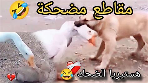 مقاطع مضحكة كوميديا😂هستيريا الضحك🤣إضحك من قلبك Youtube