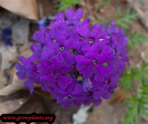 Rose Verbena How To Grow And Care