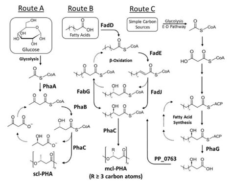 Major Pathways For The Biosynthesis Of Polyhydroxyalkanoates Picture