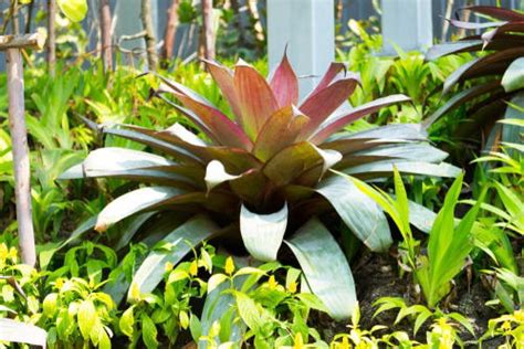 12 Best Full Sun Bromeliads Balcony Garden Web