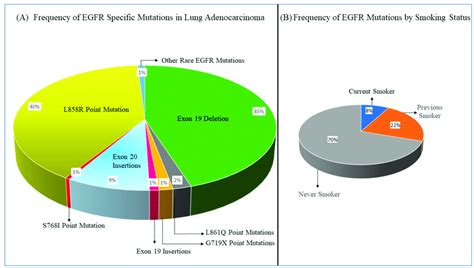 Frequency Of Egfr Mutations In Lung Adenocarcinoma Panel A Common