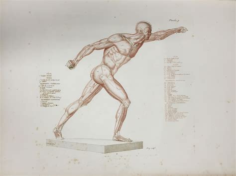 Research Of Artistic Anatomy Jean Gilbert Salvage Anatomie Du