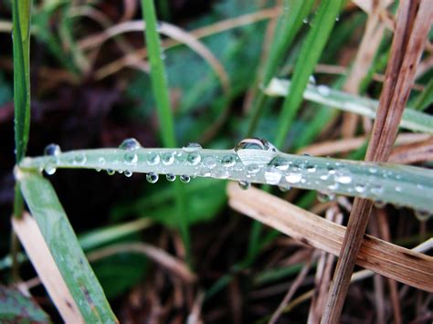 Free Images Water Nature Branch Dew Lawn Leaf Flower Spring