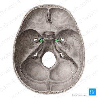 Foramen Lacerum Anatomy And Function Kenhub