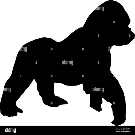 Silhouette of a gorilla walking, in black, isolated Stock Vector Image & Art - Alamy