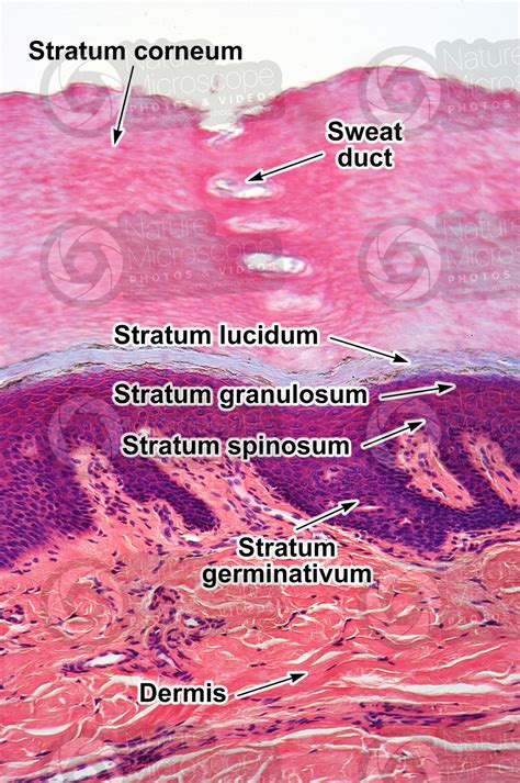 Stratum Germinativum