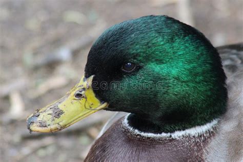 Mallard Drake in the Mating Season Stock Photo - Image of waterfowl ...