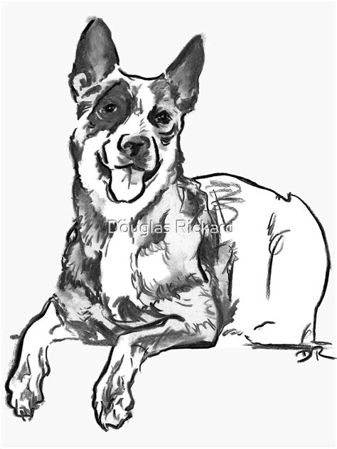 "Blue Heeler Drawing" Sticker for Sale by douglasrickard | Redbubble