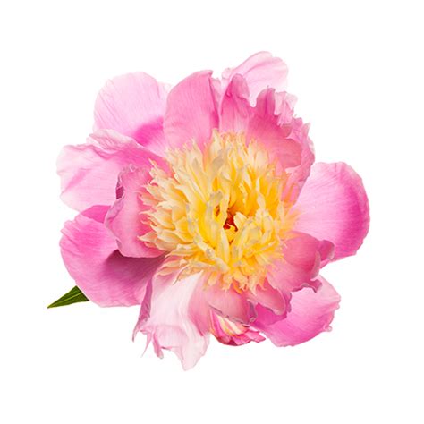 Paeonia lactiflora 주 트윈켐