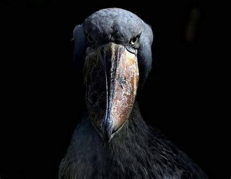 Pájaros que representan la MUERTE MUNDO REIKI