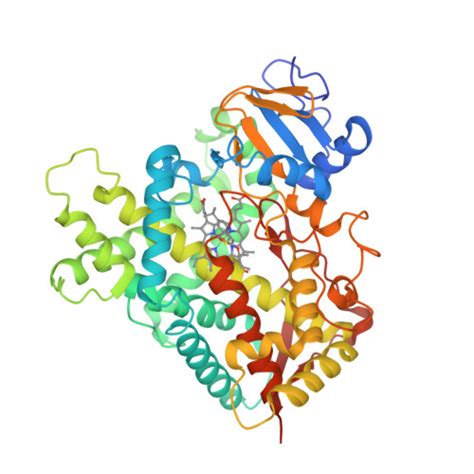 RCSB PDB 3R1A Closed Crystal Structure Of Cytochrome P450 2B4