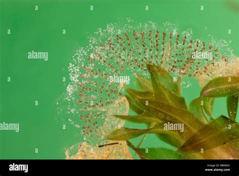 Pond Snail Eggs Stock Photo - Alamy