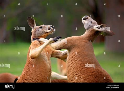 Kangaroo Fighting