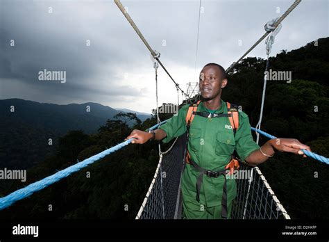 Nyungwe Canopy Walk Nyungwe Forest National Park Rwanda Stock Photo