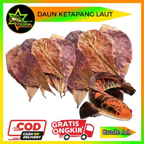 Jual Daun Ketapang Laut Olahan Grade AA Shopee Indonesia