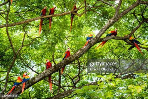 768 Rainforest Canopy Animals Stock Photos, High-Res Pictures, and ...