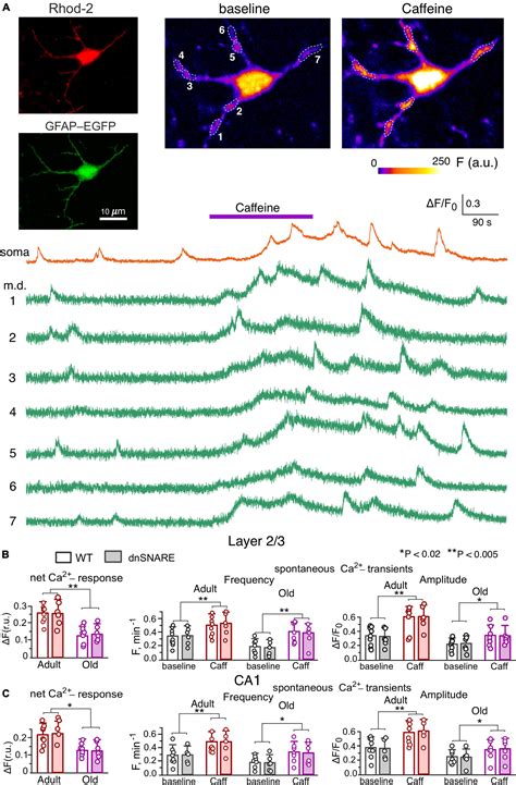 Frontiers Astrocyte Ryanodine Receptors Facilitate Gliotransmission