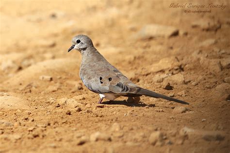 Namaqua Dove Female Namaqua Dove Oena Capensis Ezuz Isra Flickr