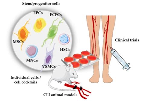 Ijms Free Full Text Current Status Of Angiogenic Cell Therapy And Related Strategies Applied