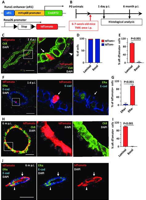 Er1 Marks Lineage Restricted Mammary Luminal Stem Cells A B