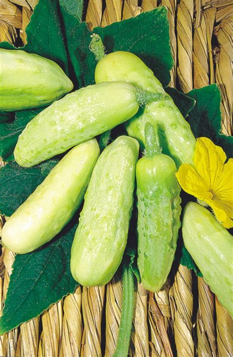 10 Variedades De Pepino Para A Sua Lavoura Canal Do Horticultor