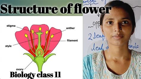 Structure Of Flower And Its Function Biology Class 11 पुष्प की