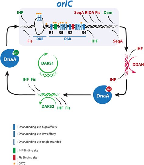 Frontiers Multiple DNA Binding Proteins Contribute To Timing Of