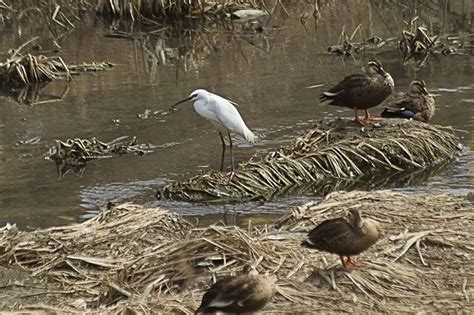 Flashcards - Estuary Biome Animals & Plants List & Flashcards | Study.com