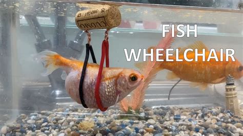 Spongebob Fish In Wheelchair