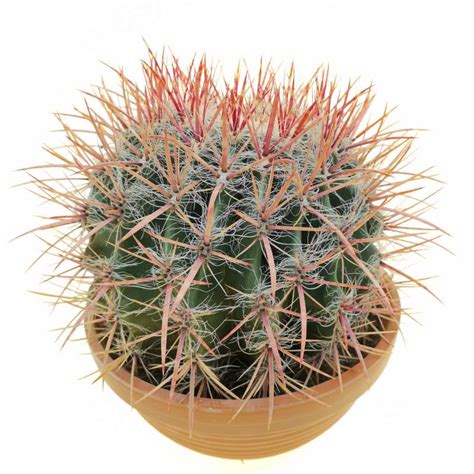 Ferocactus Stainesii Var Pilosus 23 Cm Cactaceae Giromagi Vendita