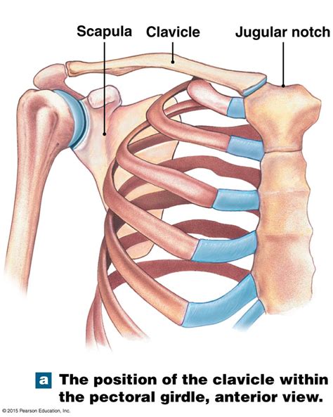 The Two Bones Of The Pectoral Girdle Human Body Systems Anatomy