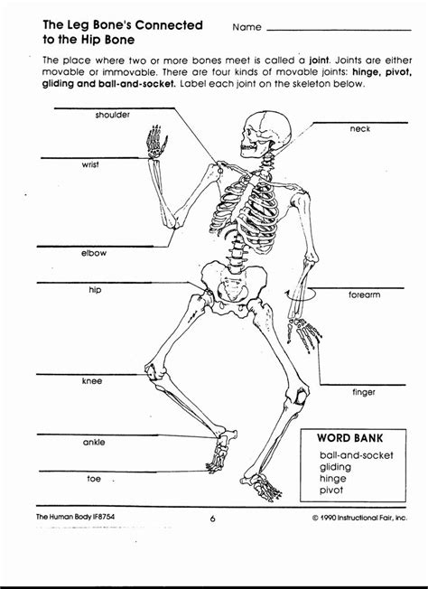 The Skeletal System Worksheet New Human Body Interactions Ms O Donnell