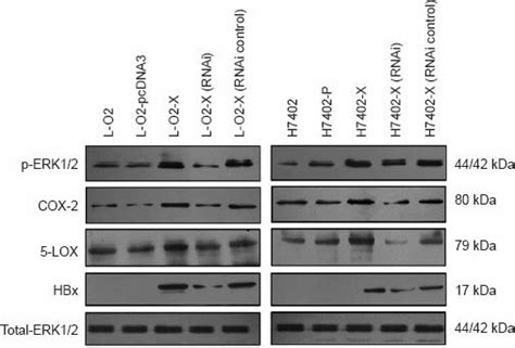 Hbx Upregulates P Erk Cox And Lox Western Blot Analysis Showed