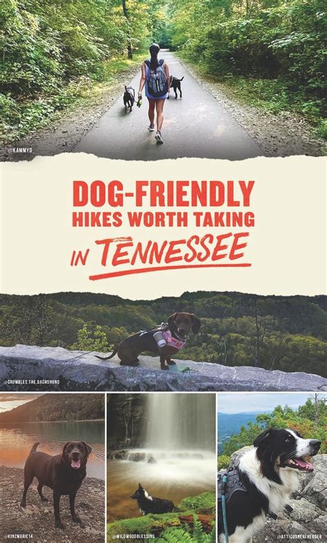 Dog friendly trails in tennessee – Artofit