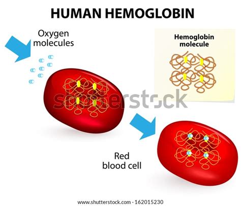 Structure Hemoglobin Red Blood Cell Hemoglobin Stock Vector Royalty C