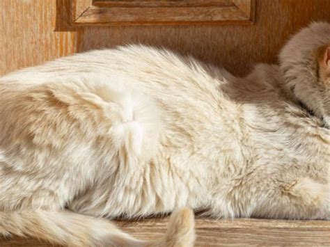 Cat Dandruff Causes Symptoms And Treatment