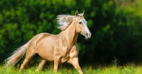 Palomino Horses – The Golden Horses That Steal the Show