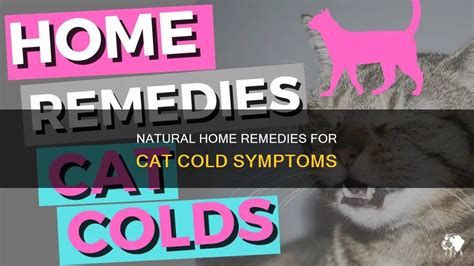 Natural Home Remedies For Cat Cold Symptoms | PetShun